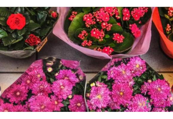 2019第十一届广州国际 花卉盆栽及花店花园用品展览会