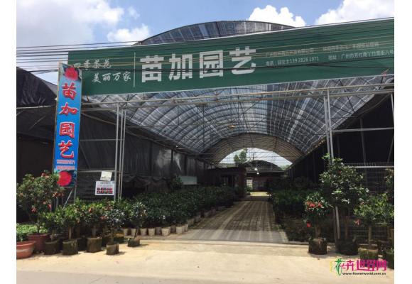 广州市苗加园艺有限责任公司诚意招聘 广州市苗加园艺有限责任公司诚意招聘